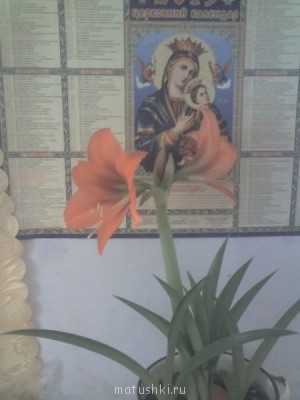 Наши цветы 2 - 08-04-13_1527.jpg