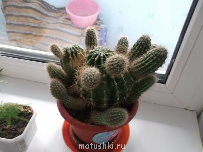 Наши цветы 2 - DSCF2865.JPG