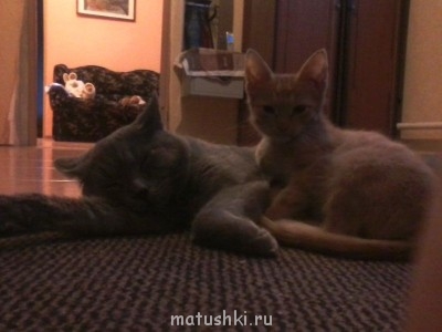 Кто там любит кошек? - Фото-0002.jpg