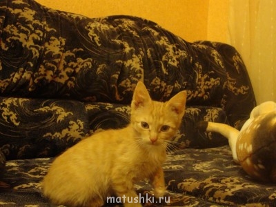 Кто там любит кошек? - DSC01934.JPG