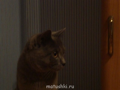 Кто там любит кошек? - DSC01939.JPG