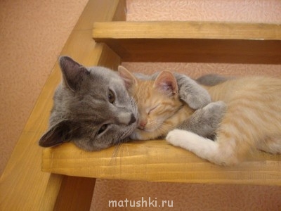 Кто там любит кошек? - DSC01945.JPG