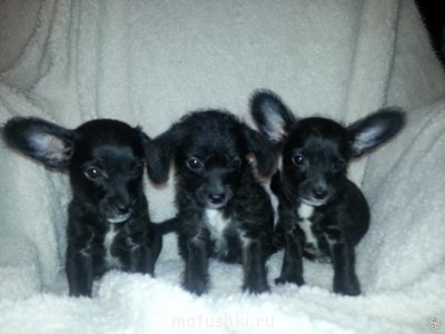 А мы купили щенка - 9392952095.jpg