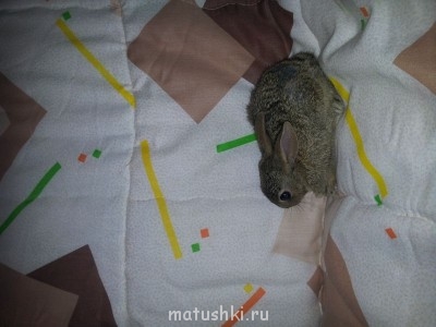 Кролики - 20130506_143235.jpg