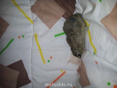 Кролики - 20130506_143231.jpg