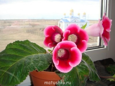 Наши цветы 2 - DSC06254.JPG