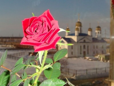 Наши цветы 2 - DSC06221.JPG