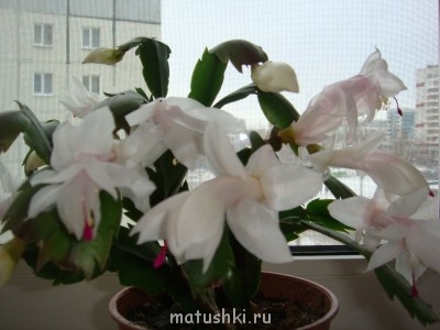 Наши цветы 2 - DSC06224.JPG