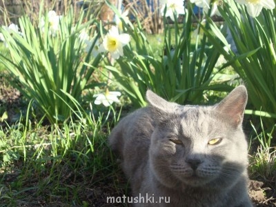 Кто там любит кошек? - DSC01953.JPG