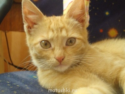 Кто там любит кошек? - DSC01952.JPG