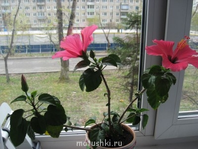 Наши цветы 2 - Изображение 009.jpg