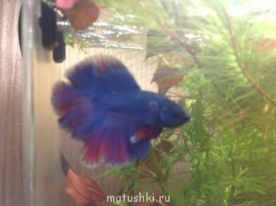 Аквариум. - image.jpg