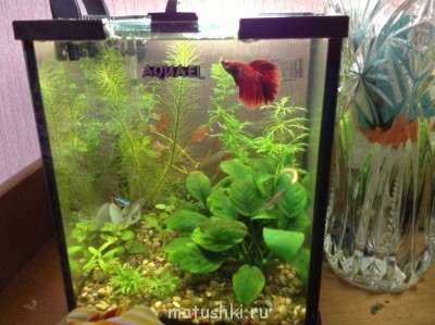 Аквариум. - image.jpg