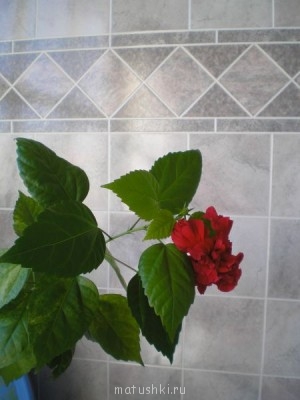 Наши цветы 2 - Rotation of P1010048.JPG