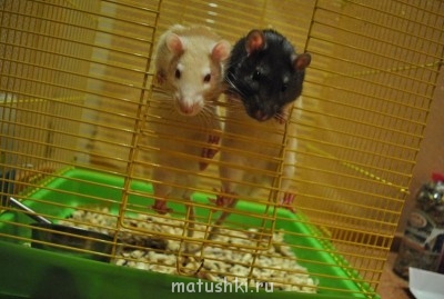 Грызуны - KfFHdK8ADC0.jpg