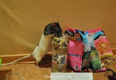 Грызуны - i6Ith_1XHnw.jpg