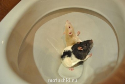 Грызуны - 6EZdjNBGlvg.jpg