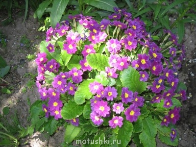 Наша дача - IMG_6130.jpg