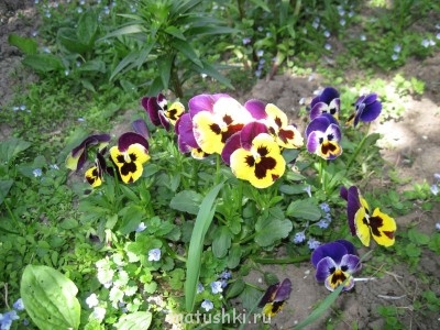 Наша дача - IMG_6129.jpg