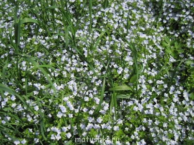 Наша дача - IMG_6151.jpg