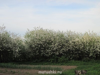 Наша дача - IMG_6110.jpg