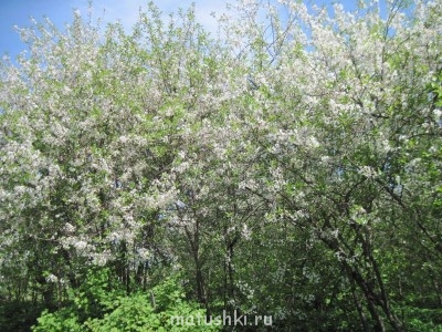 Наша дача - IMG_6140.jpg