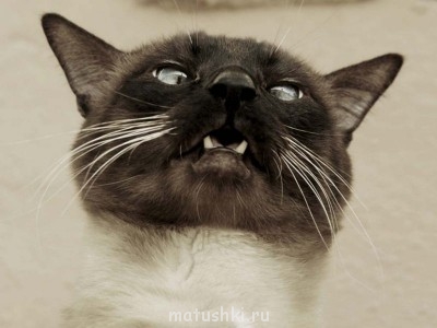 Кто там любит кошек? - cat_prikol_002.jpg