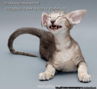 Кто там любит кошек? - Кто там любит кошек.jpg