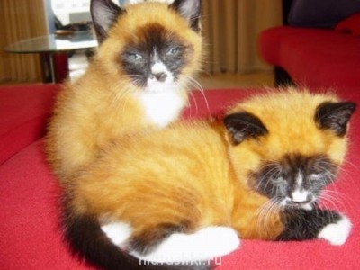 Кто там любит кошек? - котята.jpg