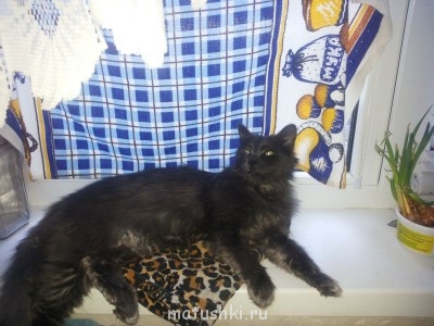 Кто там любит кошек? - 20130519_161257.jpg