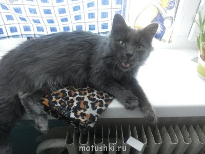 Кто там любит кошек? - 20130519_161512.jpg