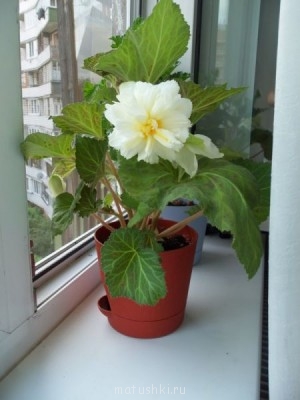 Наши цветы 2 - 100_4728.JPG