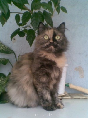 Кто там любит кошек? - новые фото 197.jpg