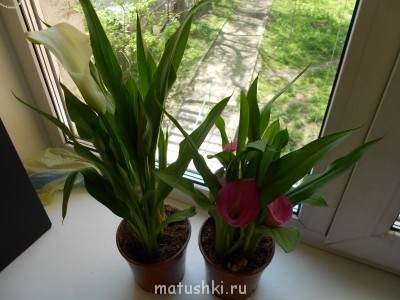 Наши цветы 2 - DSCN1142.JPG