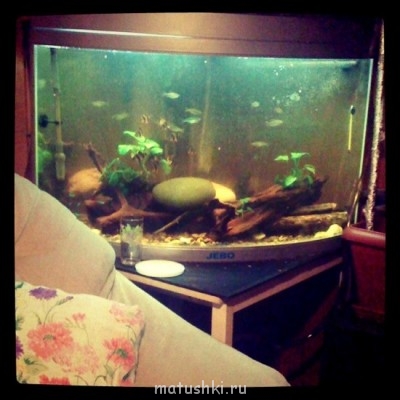 Аквариум. - 179617_original.jpg