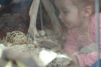 Черепахи - DSC_010011.jpg