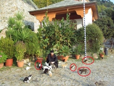 Кто там любит кошек? - Кошаки.jpg