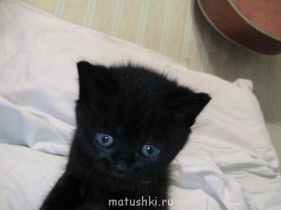 А это их произведения