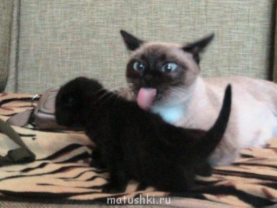 Мама  в шоке - Опять не умывался!