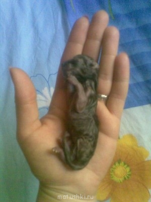 Кто там любит кошек? - Фото498.jpg