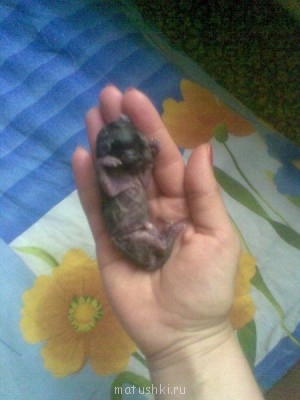 Кто там любит кошек? - Фото500.jpg