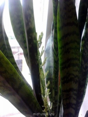 Наши цветы 2 - 854097b17d1d2130dc8235a575766725.jpg