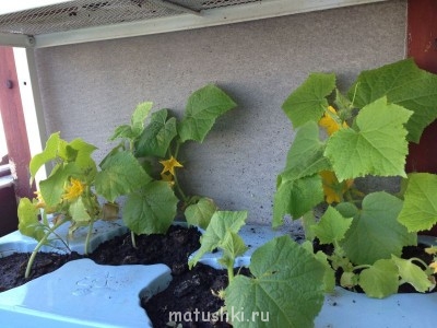 Наши цветы 2 - image.jpg