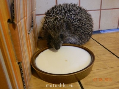 Они прекрасны и удивительны Из жизни животных. - DSCN5044.JPG