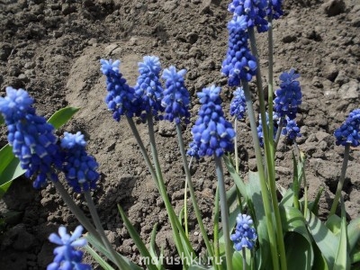 Наши цветы 2 - DSCN0047.jpg