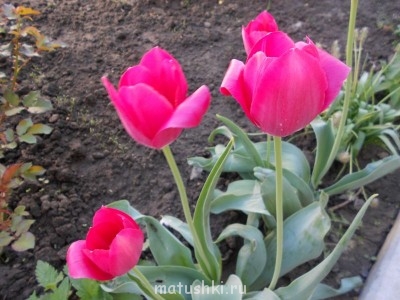 Наши цветы 2 - DSCN0050.jpg