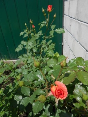 Наши цветы 2 - DSCN0090.jpg