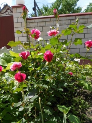 Наши цветы 2 - DSCN0085.jpg