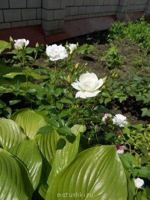 Наши цветы 2 - DSCN0086.jpg