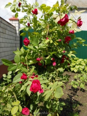 Наши цветы 2 - DSCN0088.jpg